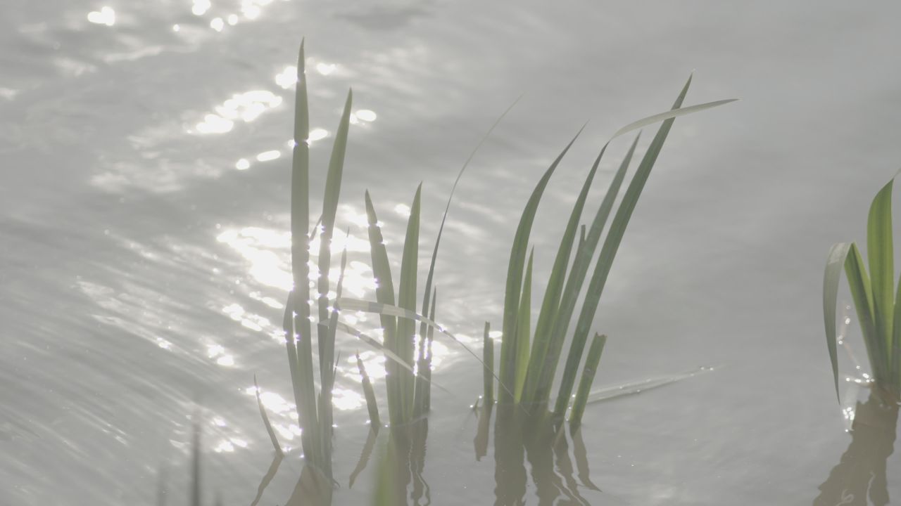 波光粼粼下的水中植物