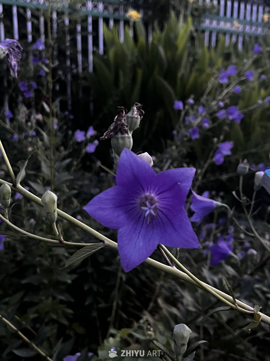 紫色五瓣花与绿植