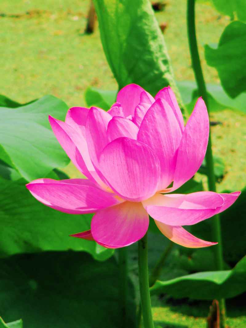 “水中君子”——荷花 8
