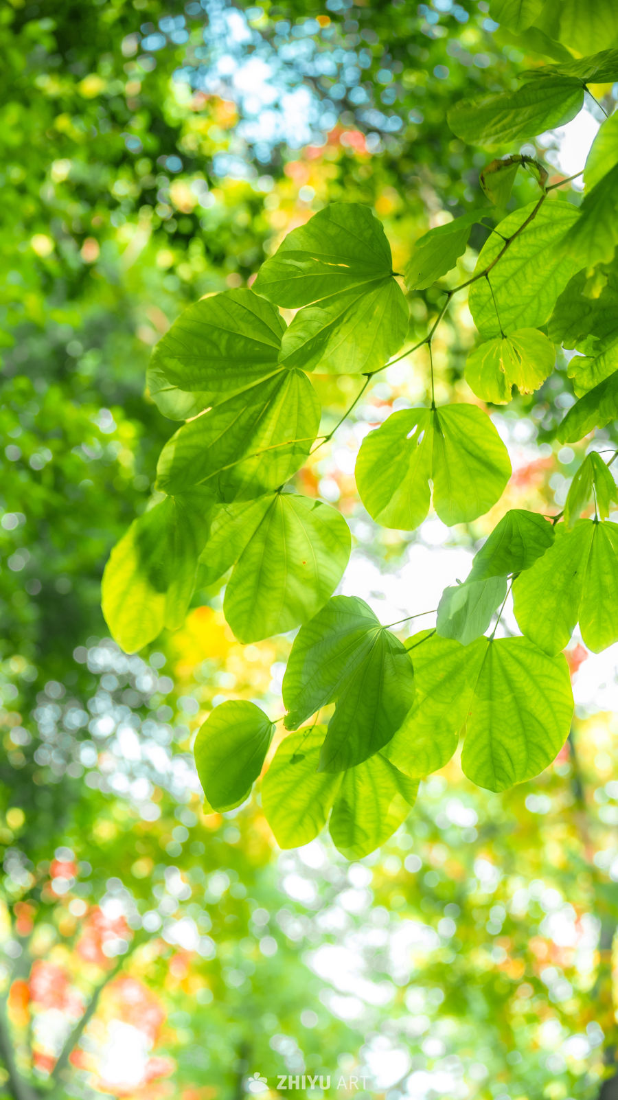 春日绿叶，阳光穿透