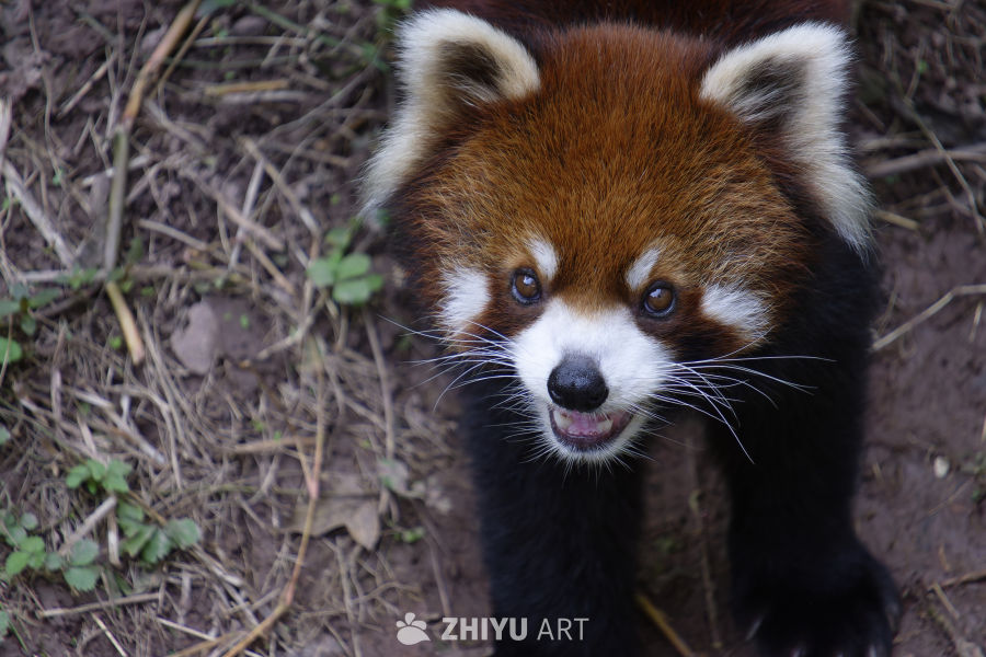 无敌可爱小熊猫