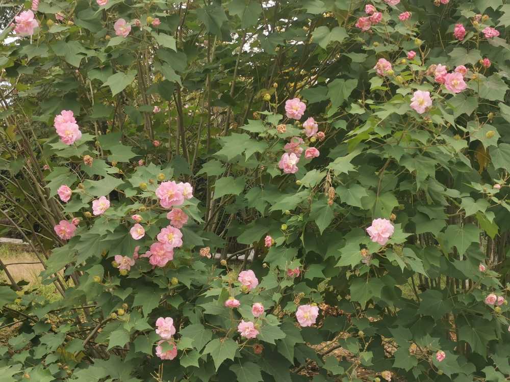花间集