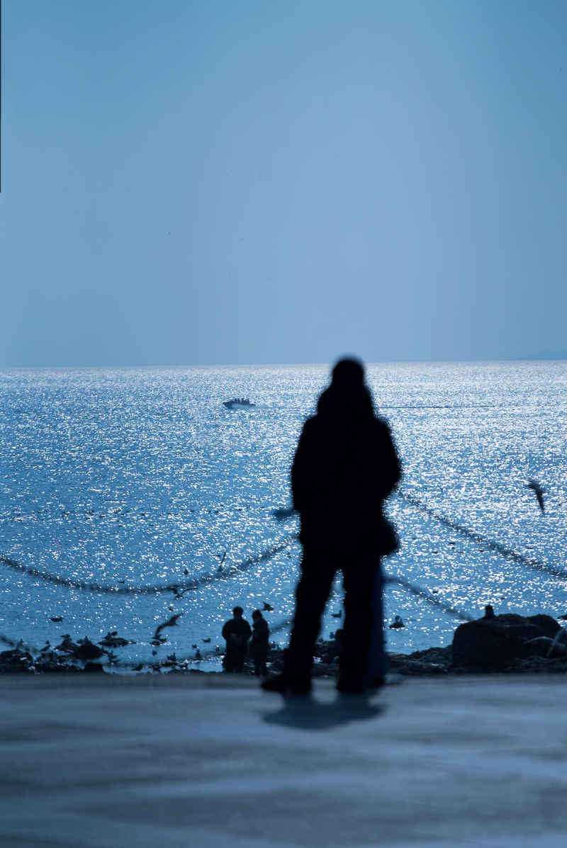 海鸥 7