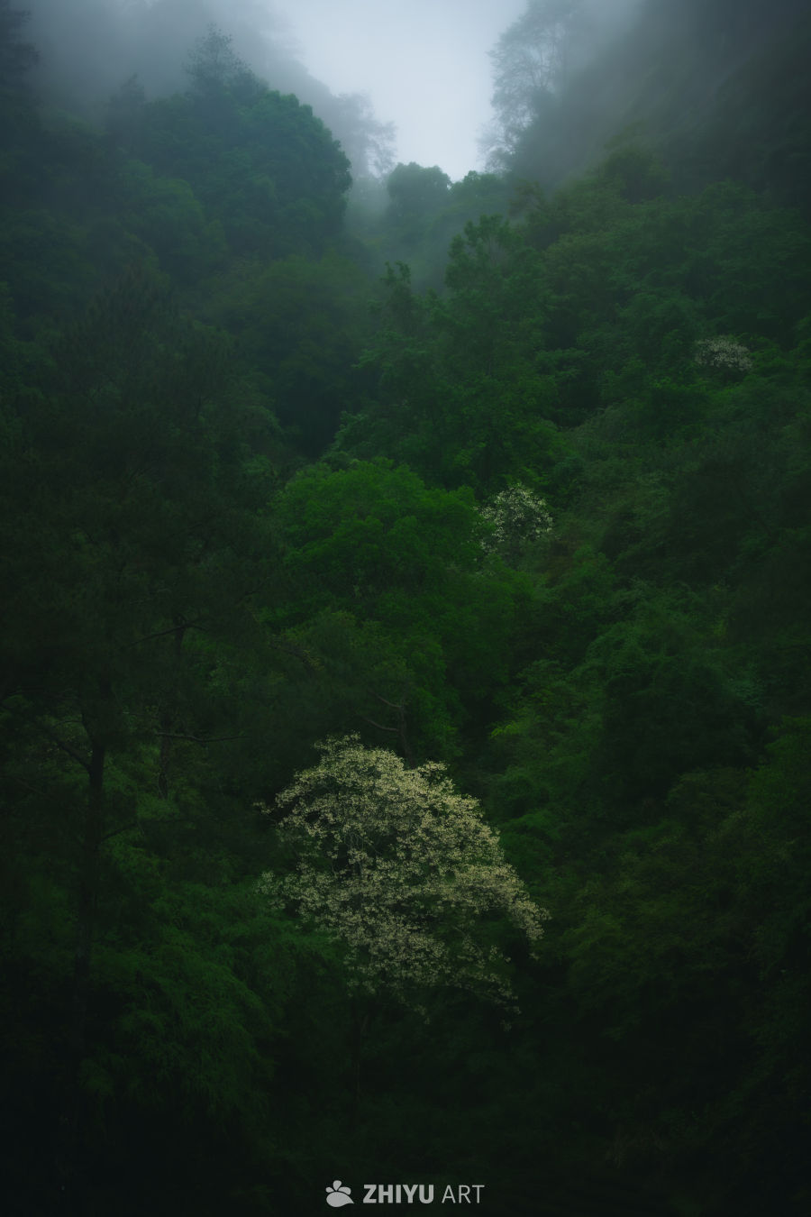 幽静森林