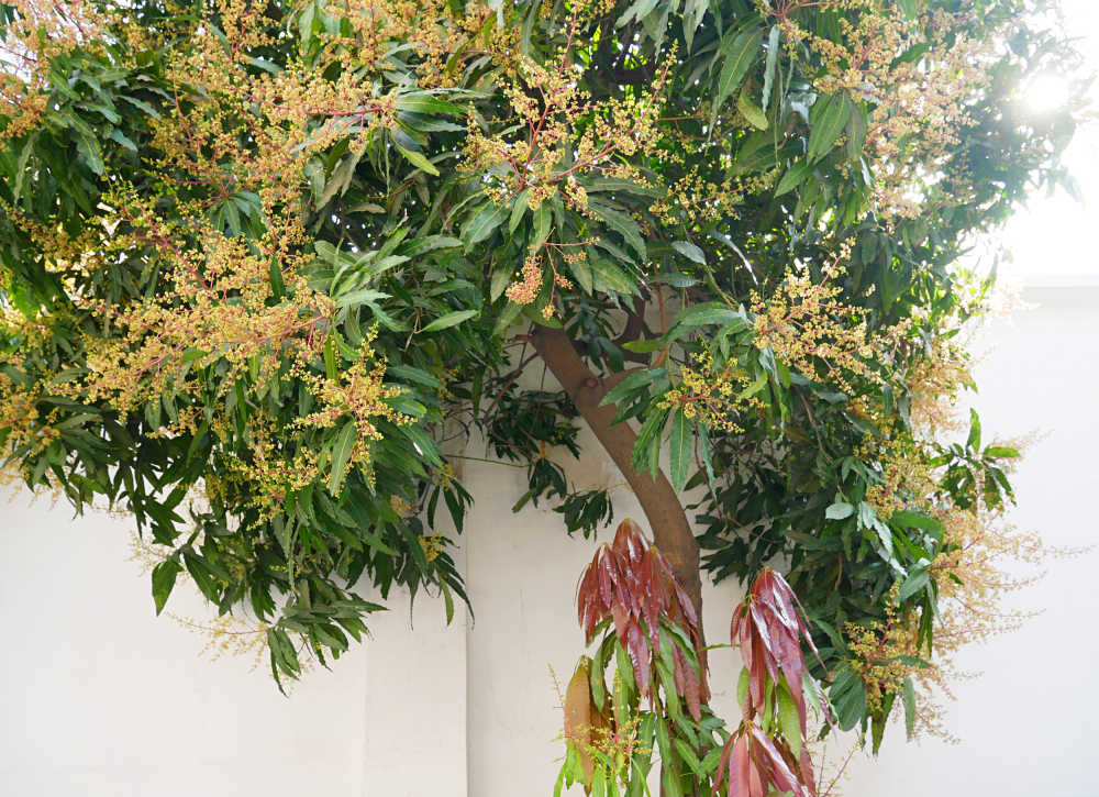 满树芒果花2