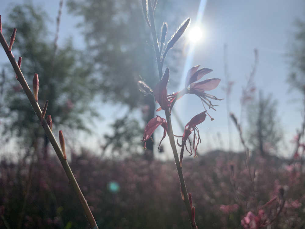 手机拍摄花花草草