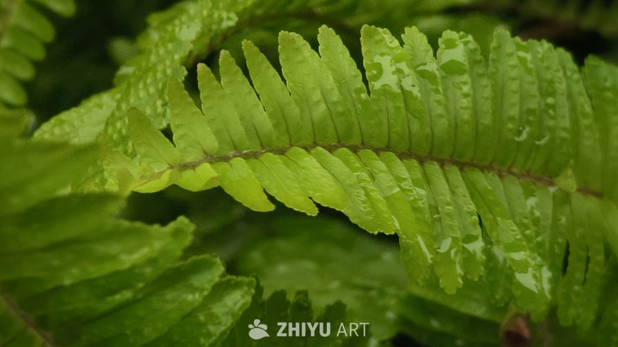 雨后清新的植物
