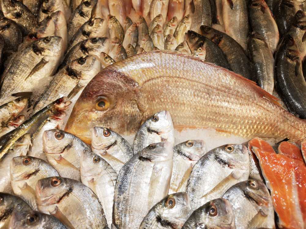 鱼食品市场营养