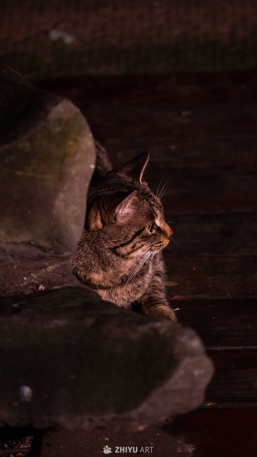 夜色中的猫咪与岩石
