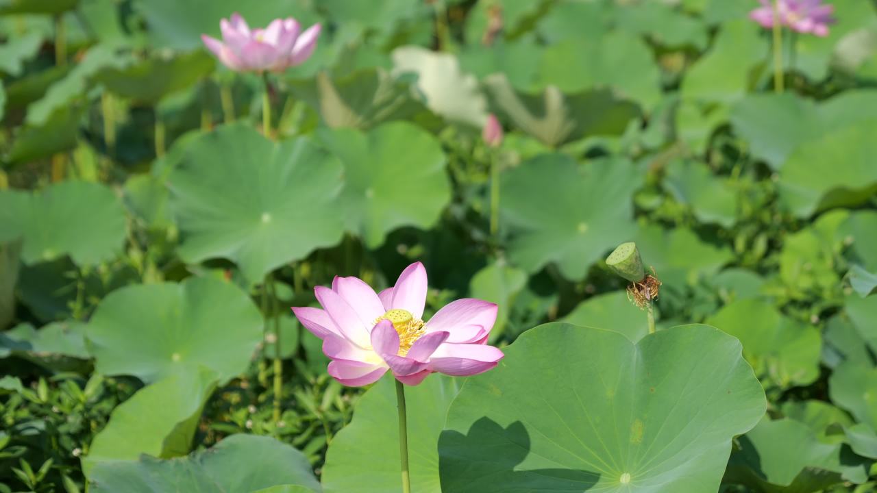 荷花（二） 38