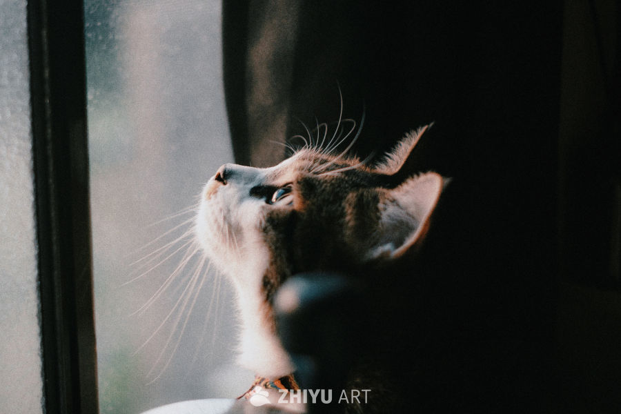 小猫