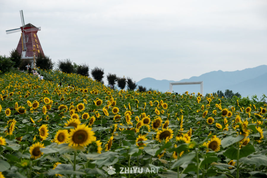 向日葵花海 4