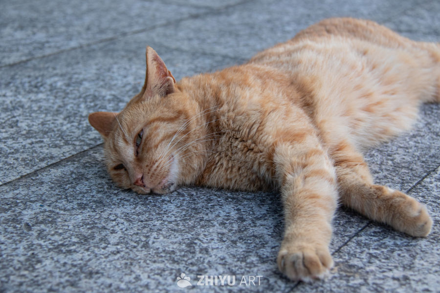 猫 10