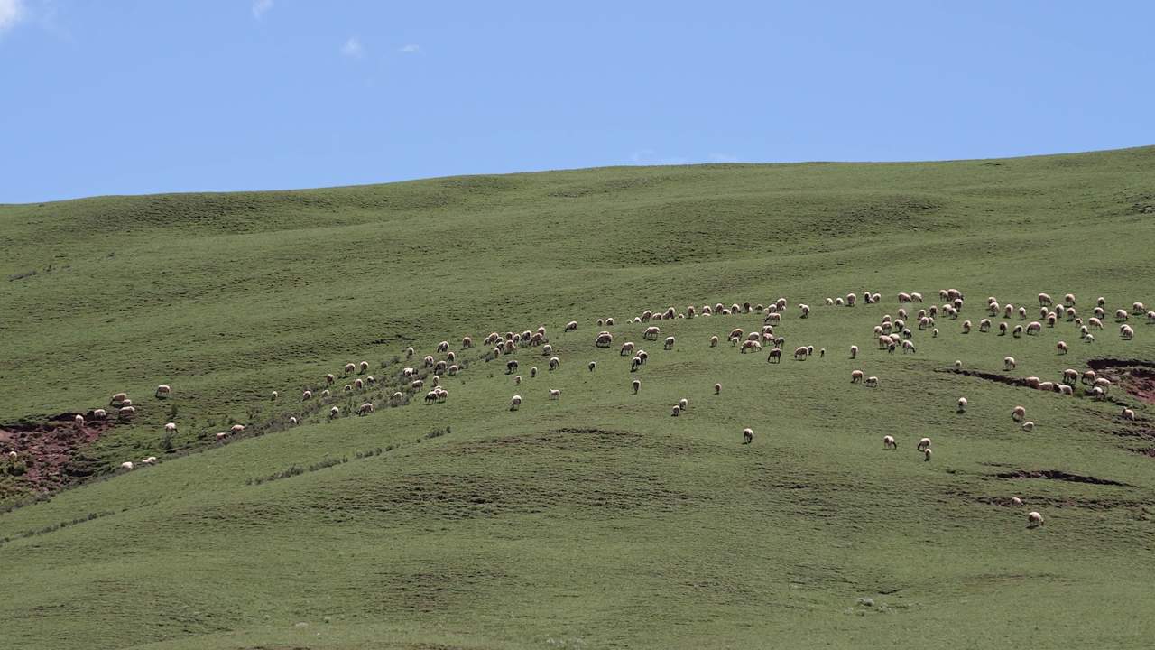 牛羊群在绿色草原悠然放牧
