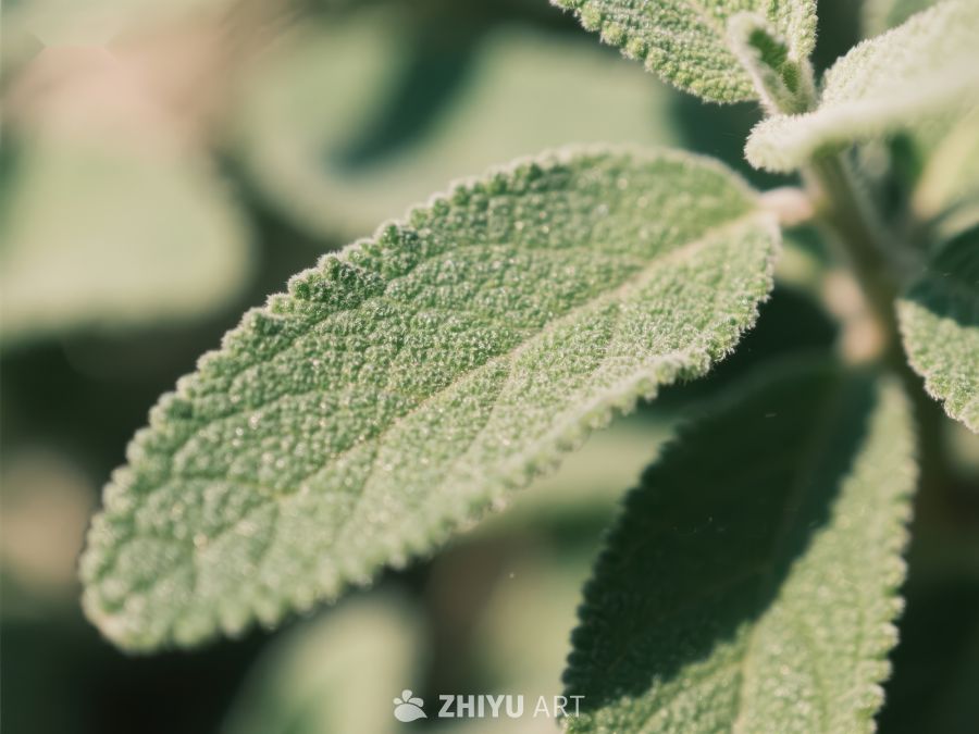 绿叶植物的特写镜头 185
