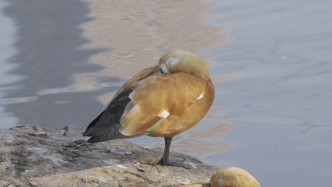 杨府山公园观鸟 2