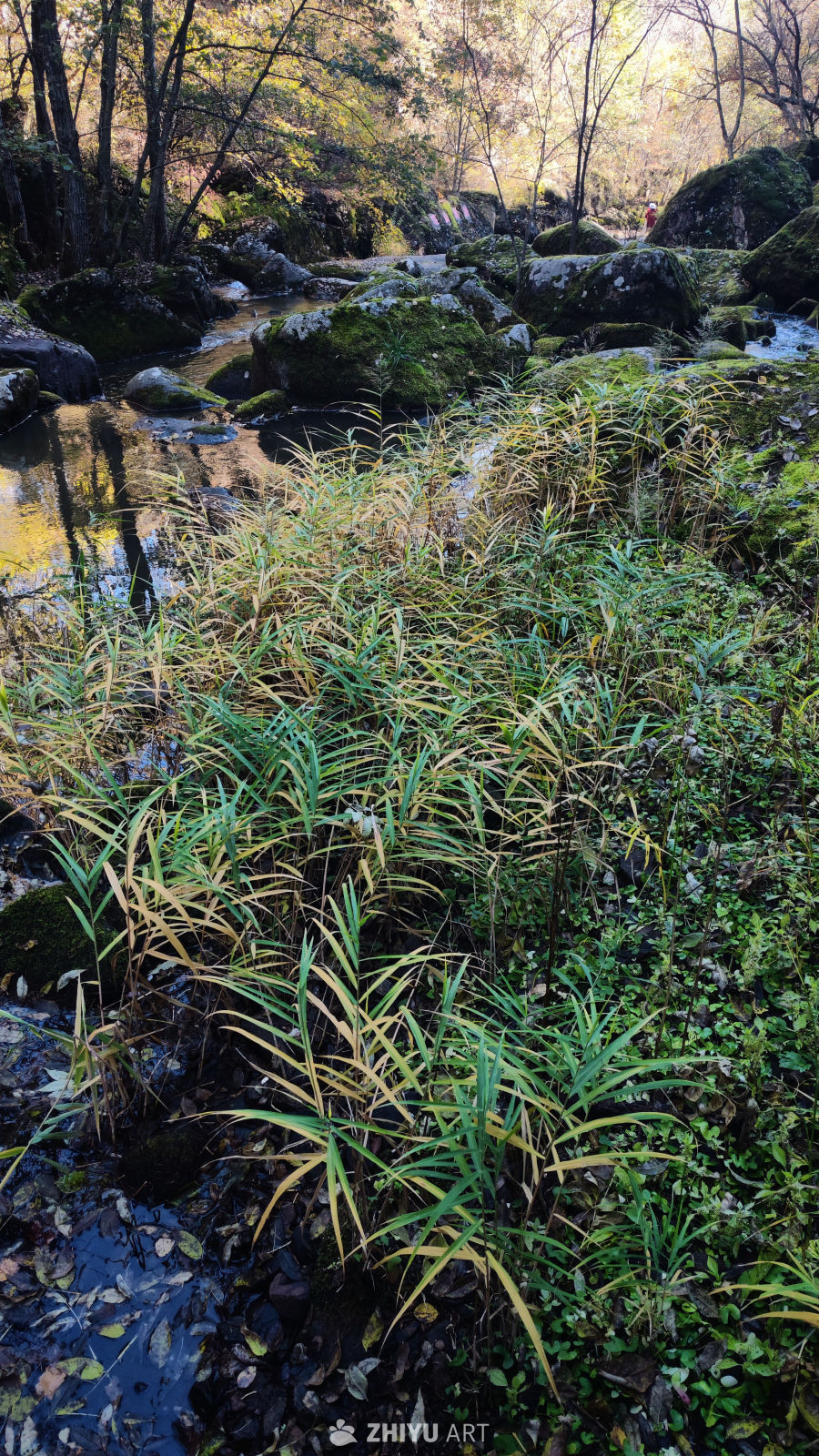秋溪草韵