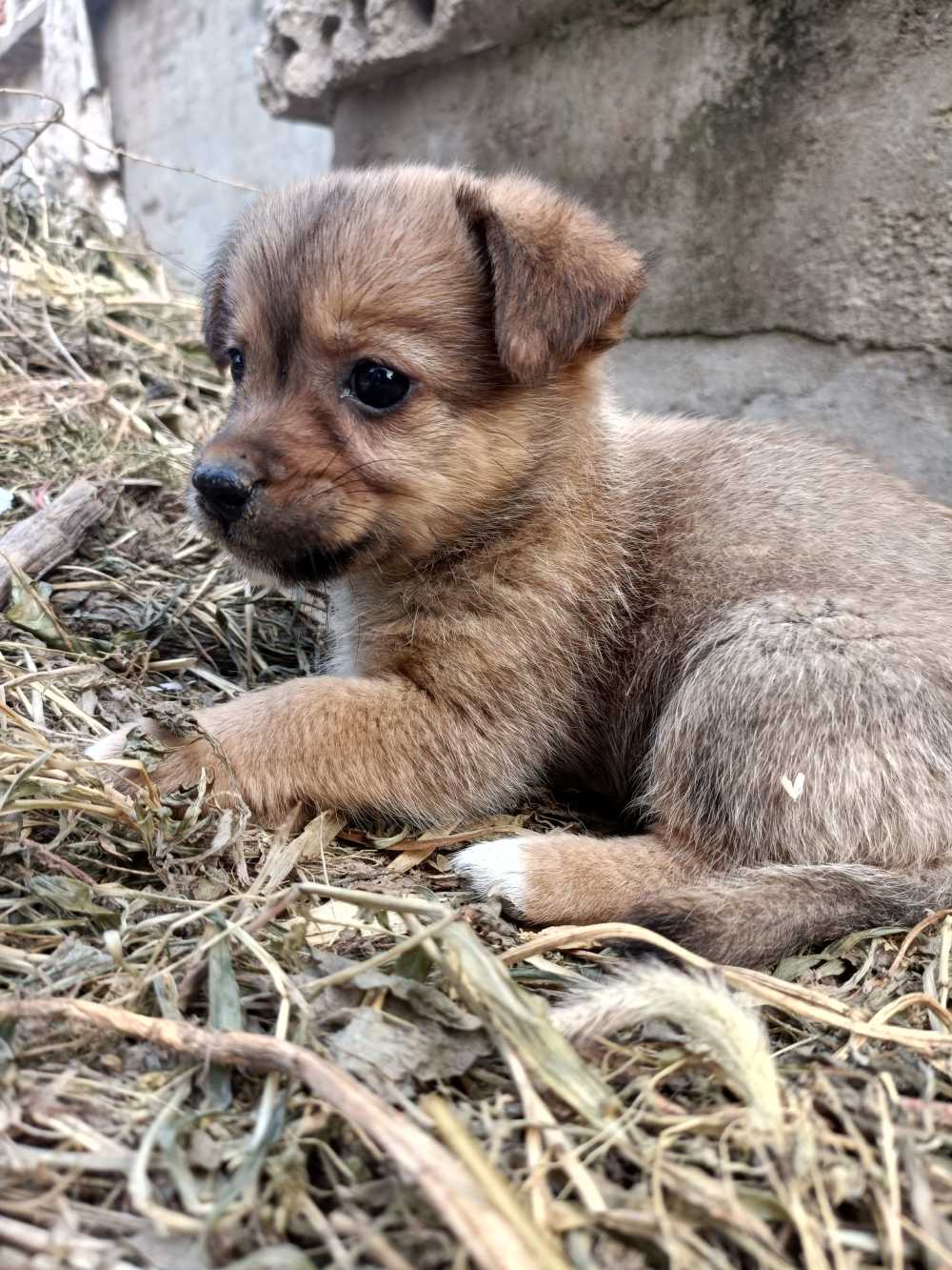 小狗