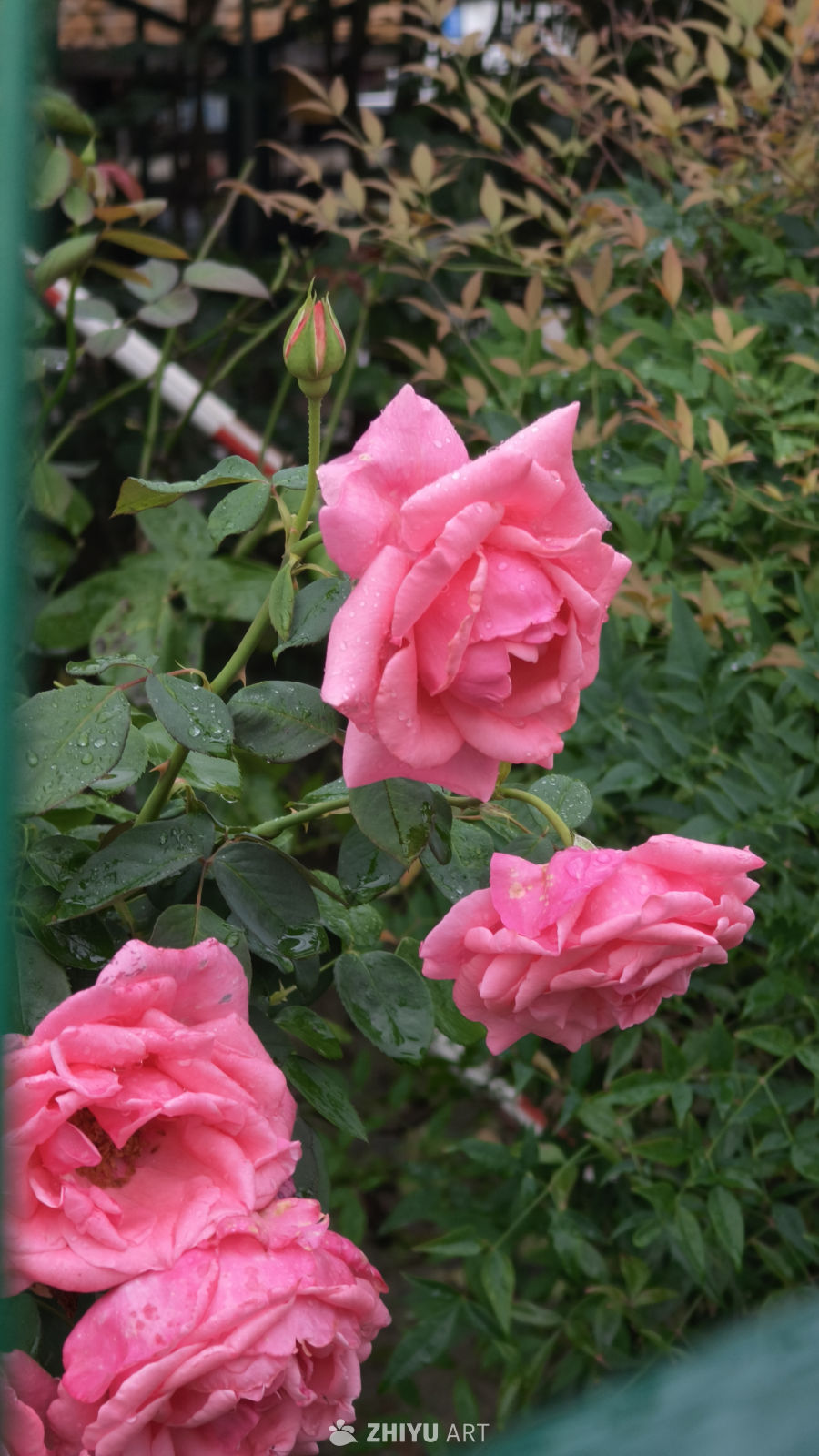 美丽粉色的鲜花