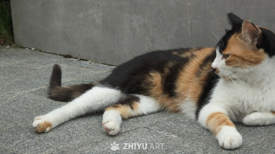 可爱的猫咪