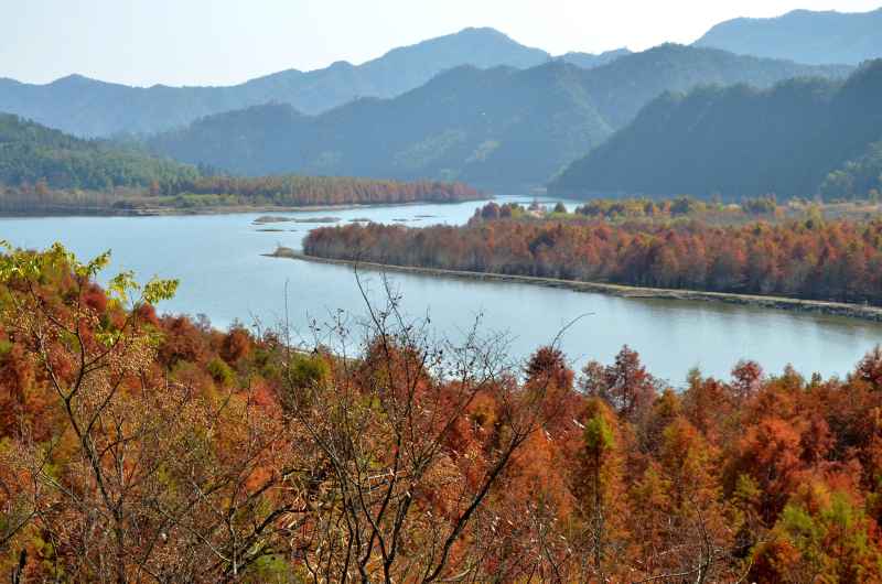 皖南川藏线 秋叶树林 8