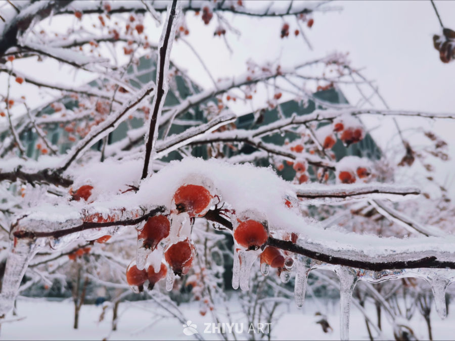 雪覆红果，冰挂枝头
