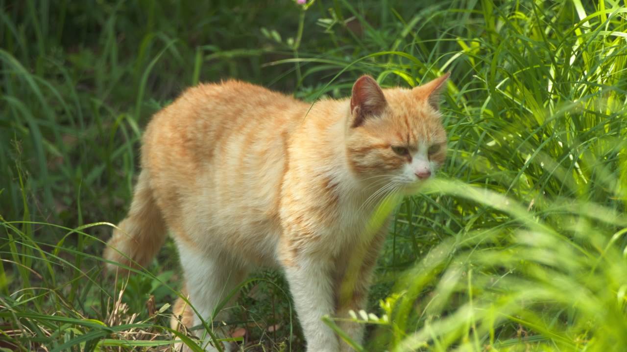 公园的小猫咪流浪猫 4