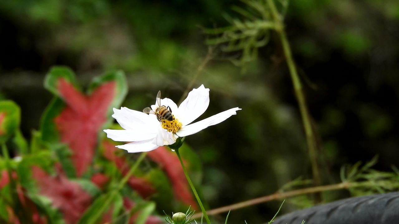 花蜜蜂昆虫哥伦比亚