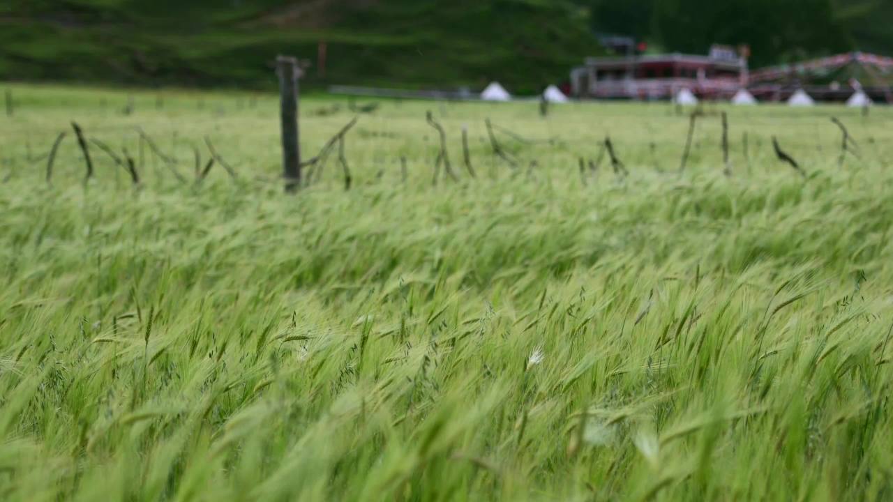 川西 视频合集 10