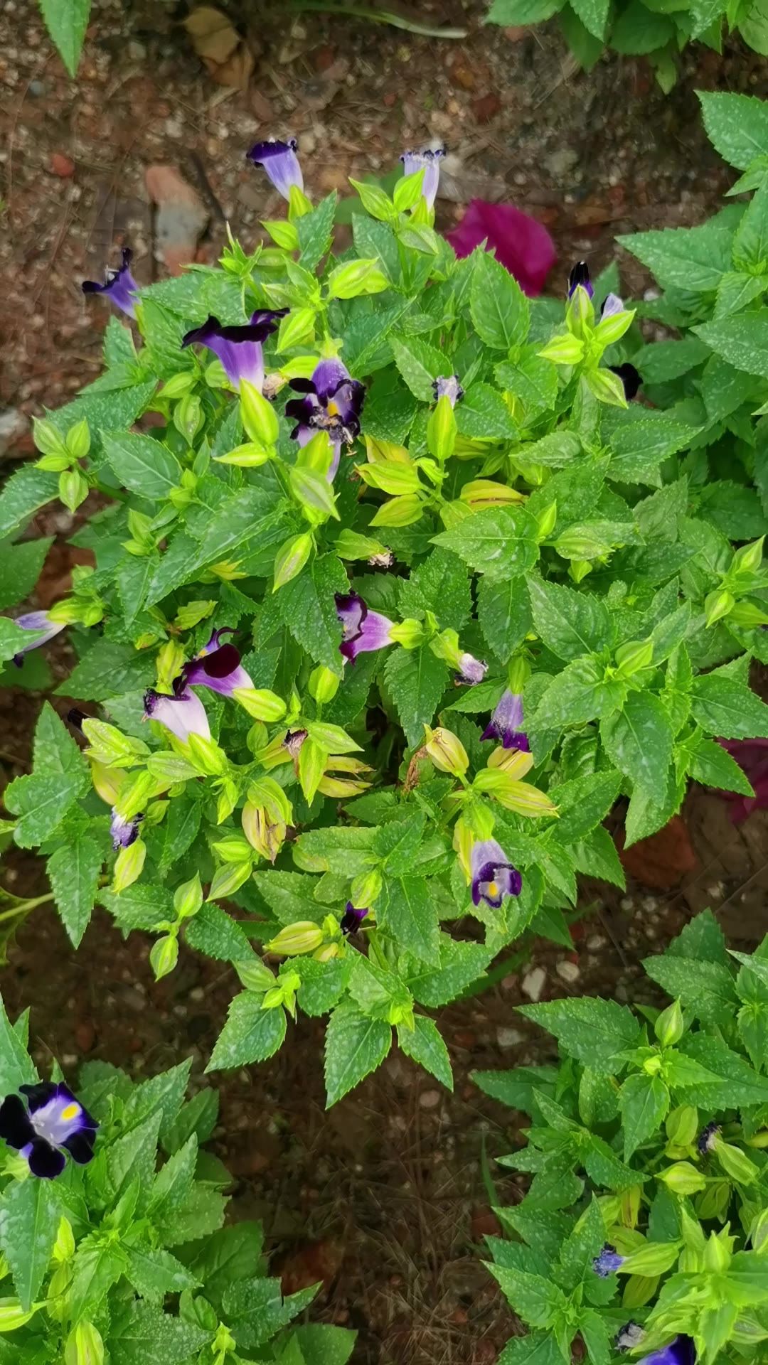 阳光下的花