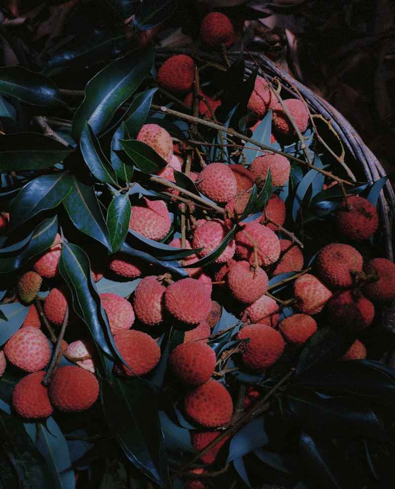 是荔枝