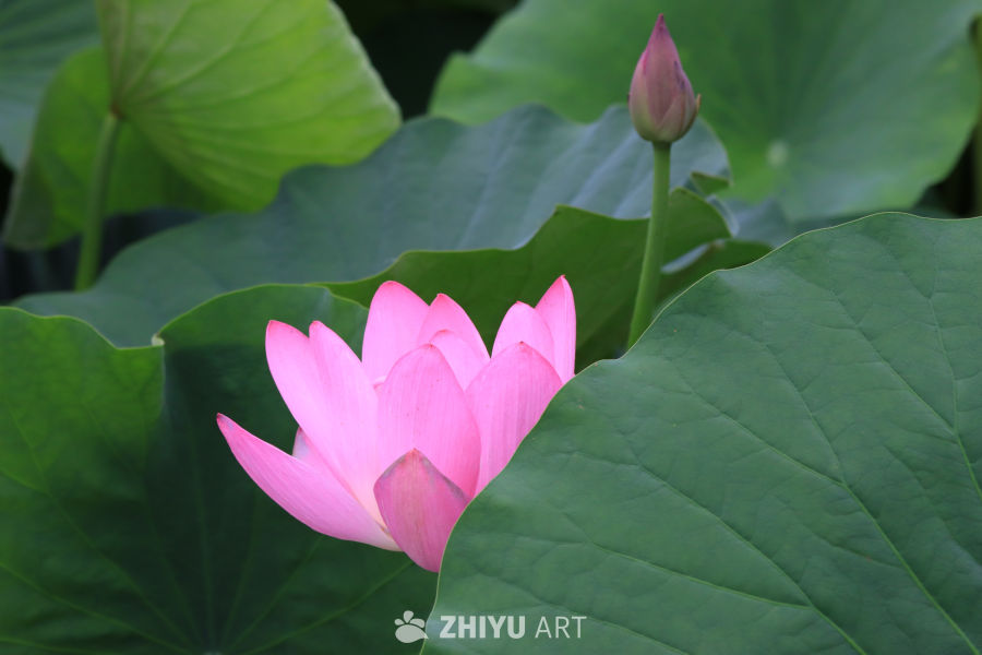 荷花 54