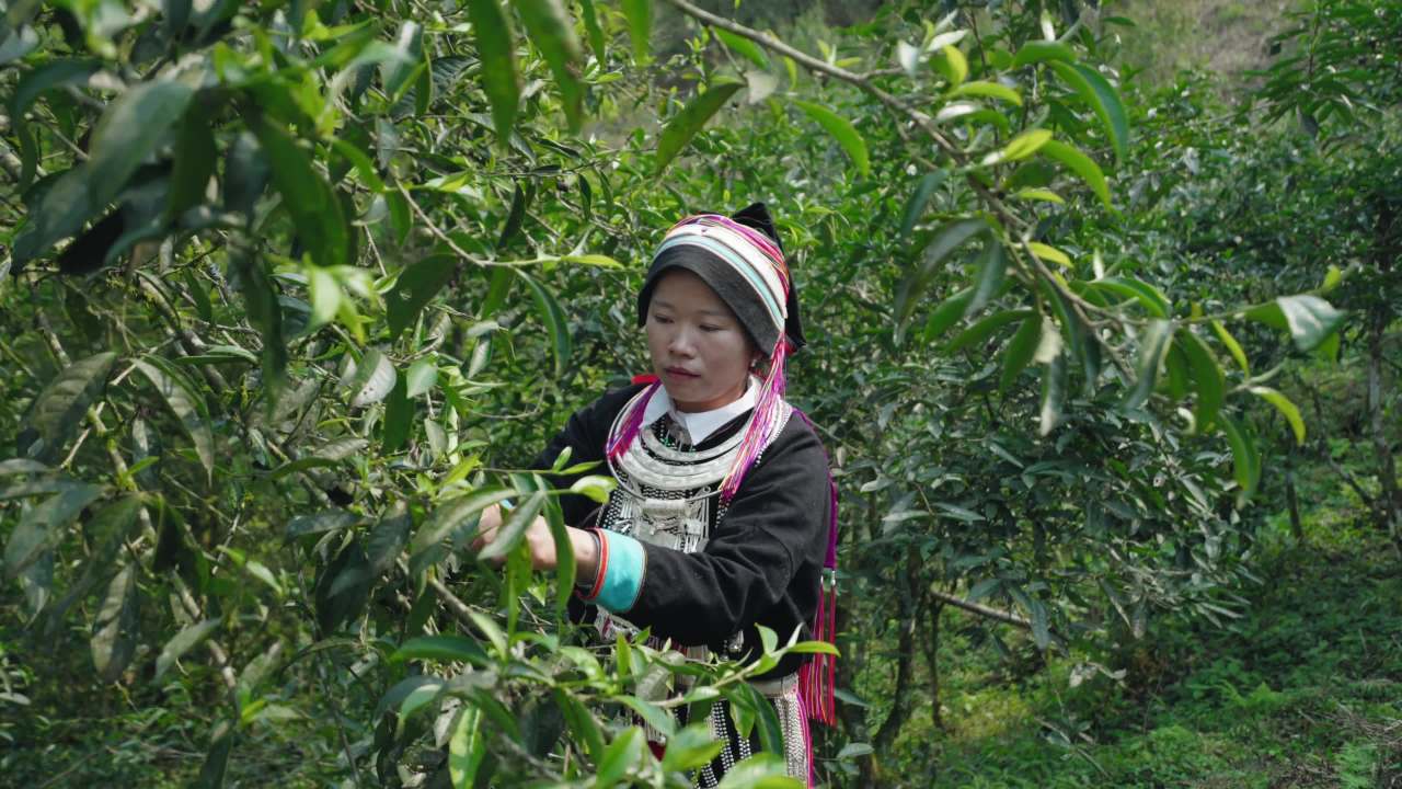 茶山上的采茶人