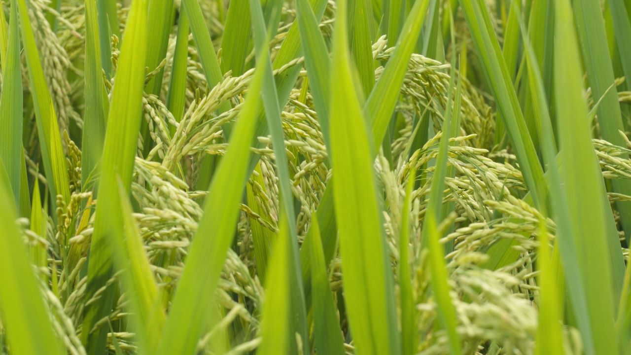 农村水稻田野粮食庄稼丰收 15