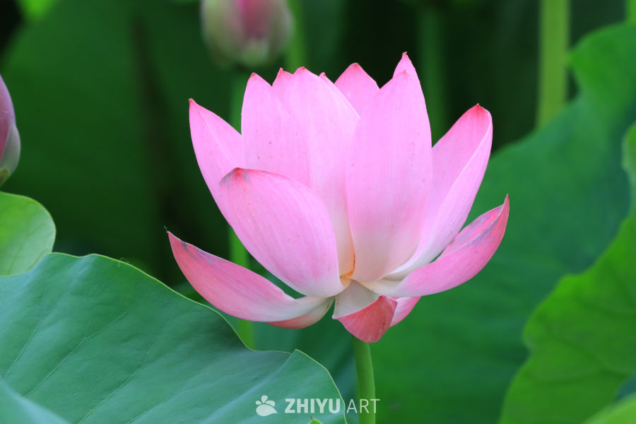 荷花 94