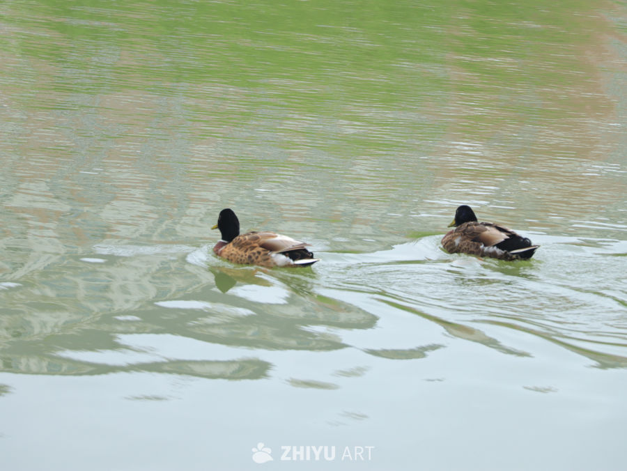 湖中游鸭