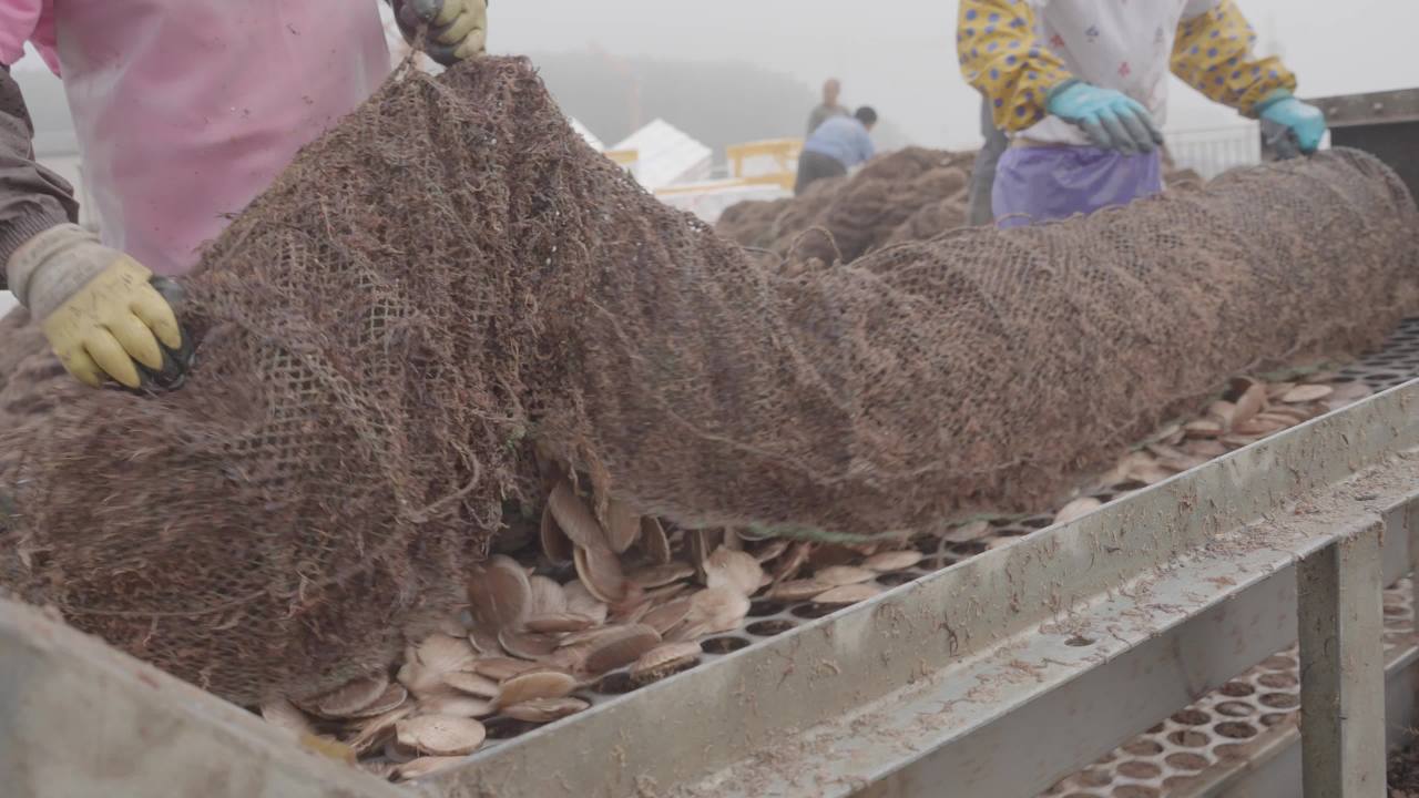 海鲜贝类捕捞加工现场