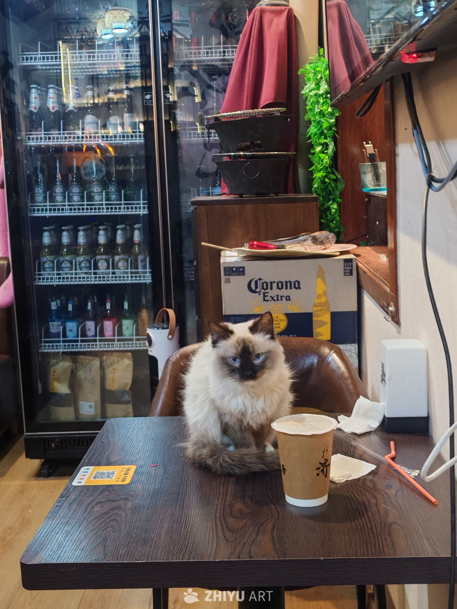 小猫 