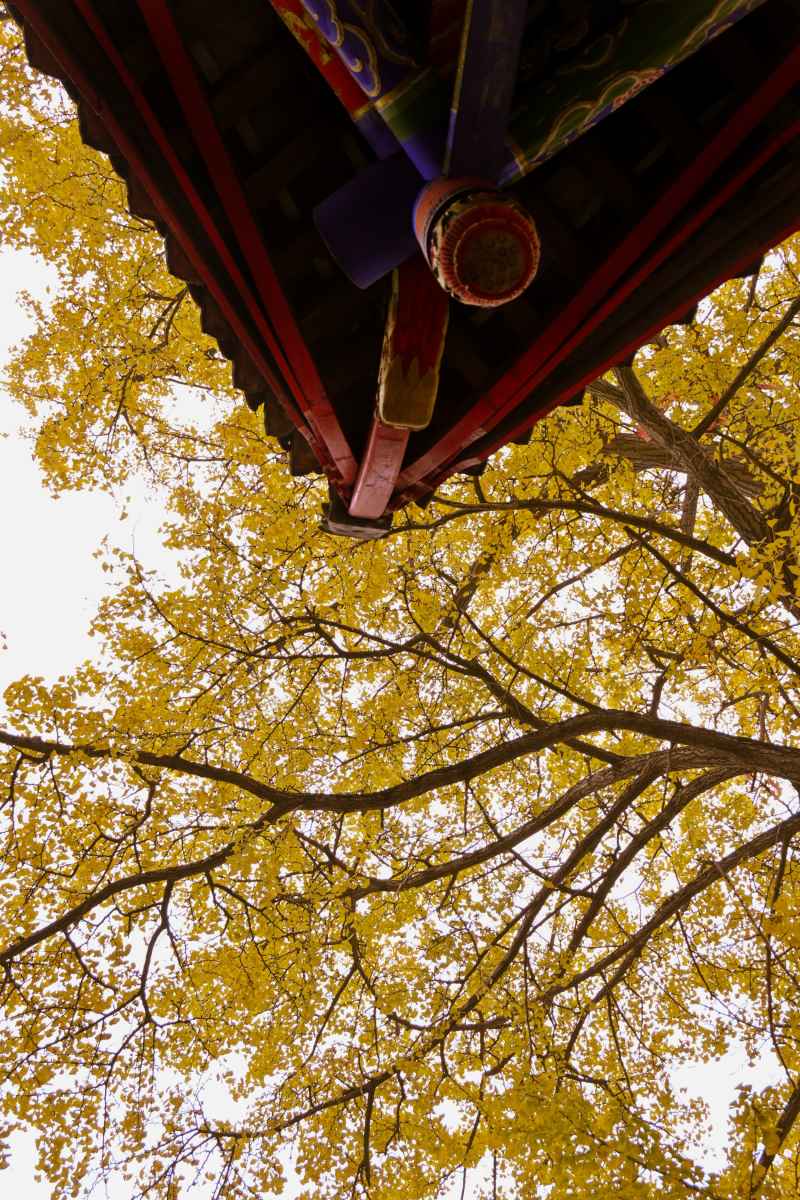 秋的最后一行🍂 4