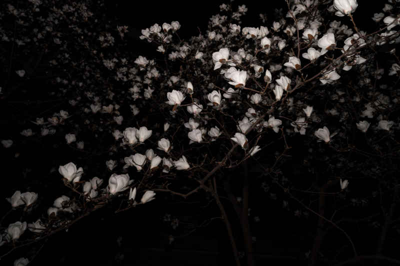 夜玉兰 3
