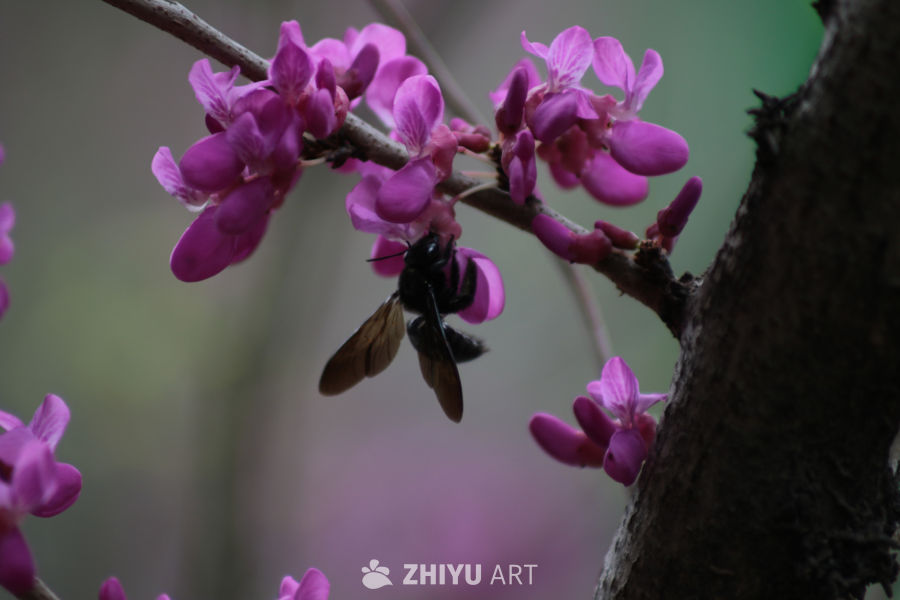 蜂舞花间：春日生机