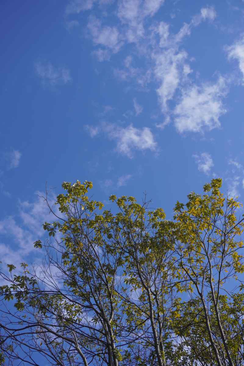 天空的脉搏