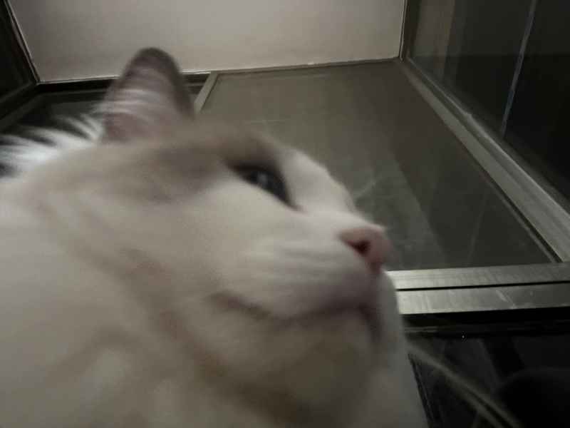 可爱的猫猫，谁能抗拒呢 13
