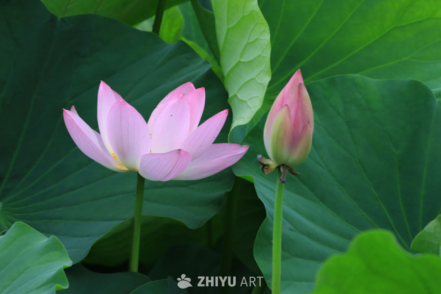 荷花 64