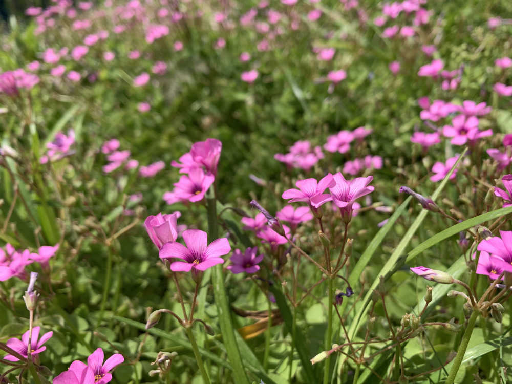 手机拍摄花花草草