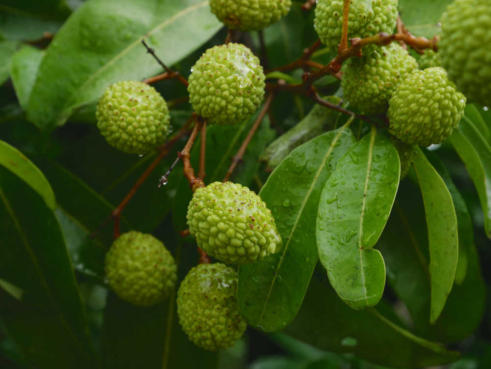 荔枝新果特写5