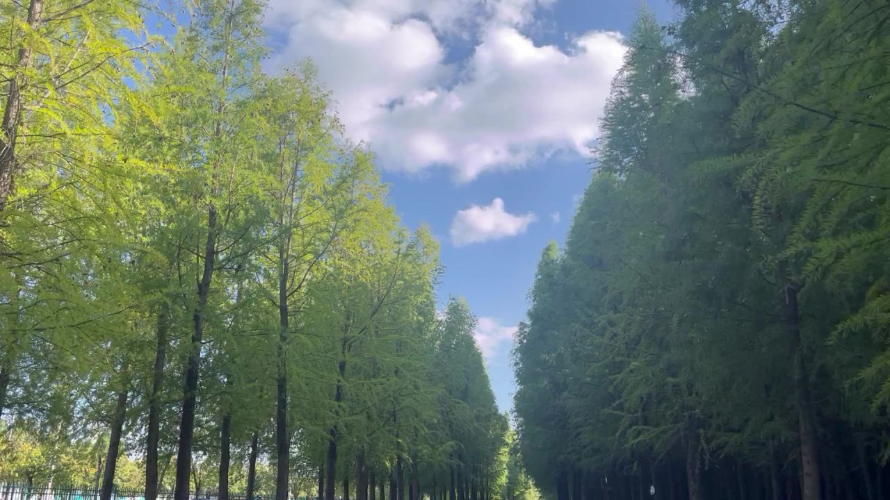 阳光森林