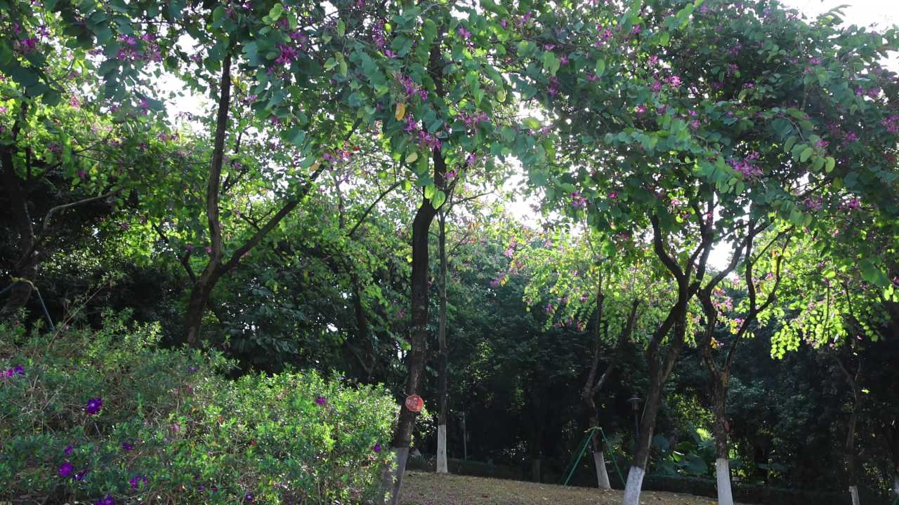 4K公园山坡红花羊蹄甲树