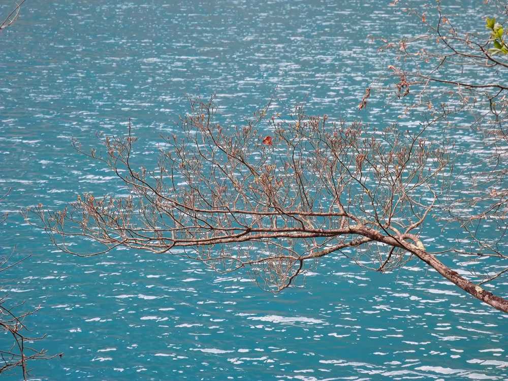 浮在湖上的树枝