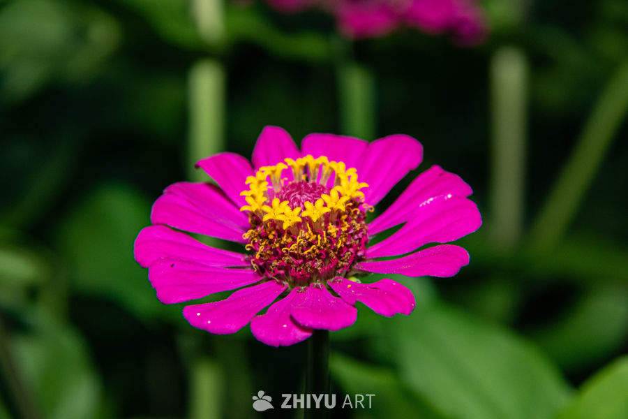 中药材与药材花 63
